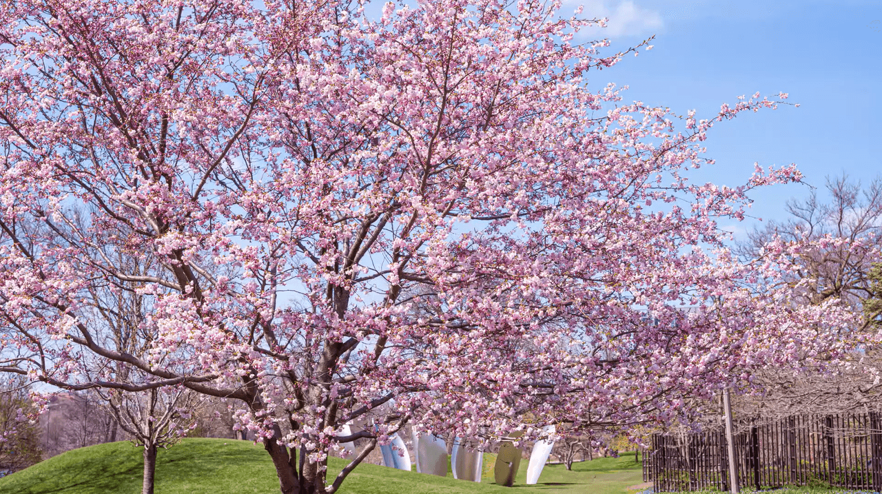 Si visitas el parque podrás encontrar cuatro variedades principales de cerezos que pertenecen al género Prunus, que incluye también ciruelos, nectarinos y albaricoqueros.
<br> 
<br>🌸Prunus serrulata ‘Snow Goose’.
<br> 
<br>🌸Prunus x subhirtella ‘Snow Fountains’: flores blancas y ramas lloronas.
<br> 
<br>🌸Prunus x yedoensis ‘Yoshino’: flores rosadas que se desvanecen a blanco.
<br> 
<br>🌸Prunus serrulata ‘Accolade’: flores rosadas brillantes, consideradas de las más apreciadas.