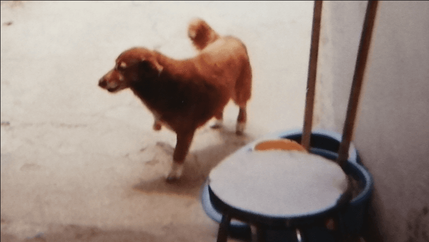 Bobi, de la raza Rafeiro do Alentejo, en una fotografía de 1999.