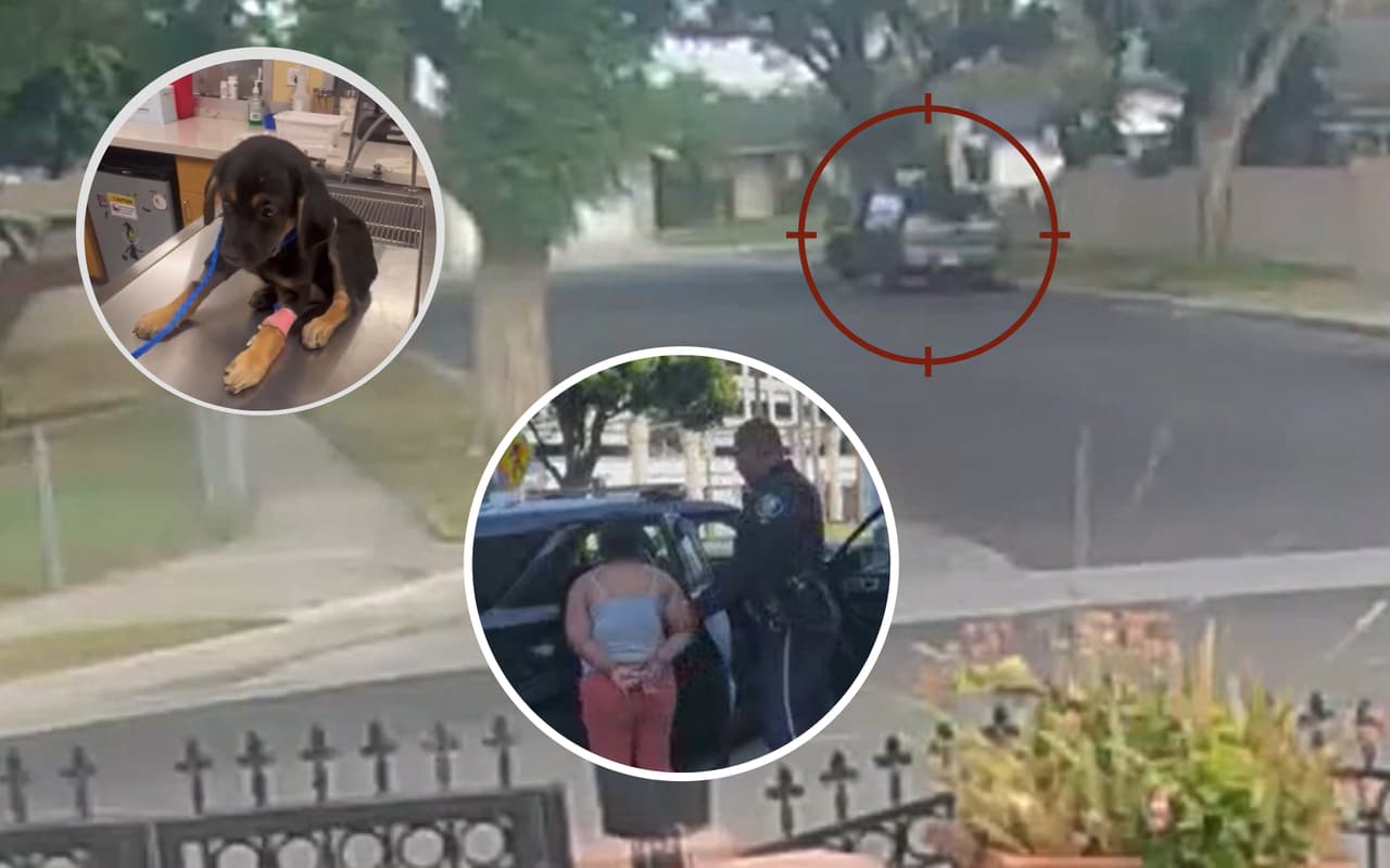 Abandona y atropella intencionalmente a cachorrita; sospechosa fue detenida en Santa Ana