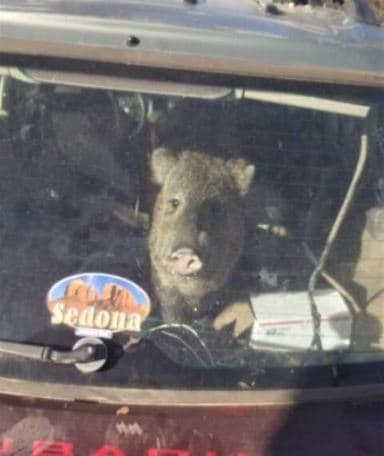 Otra jabalí en el condado de Yavapai, entró a una camioneta en Cornville y al sacudirse el vehículo se cerró la puerta, quedó atrapada.