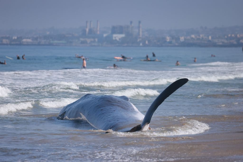 Algunos surfistas fueron testigos del operativo desde una playa bastante cercana.