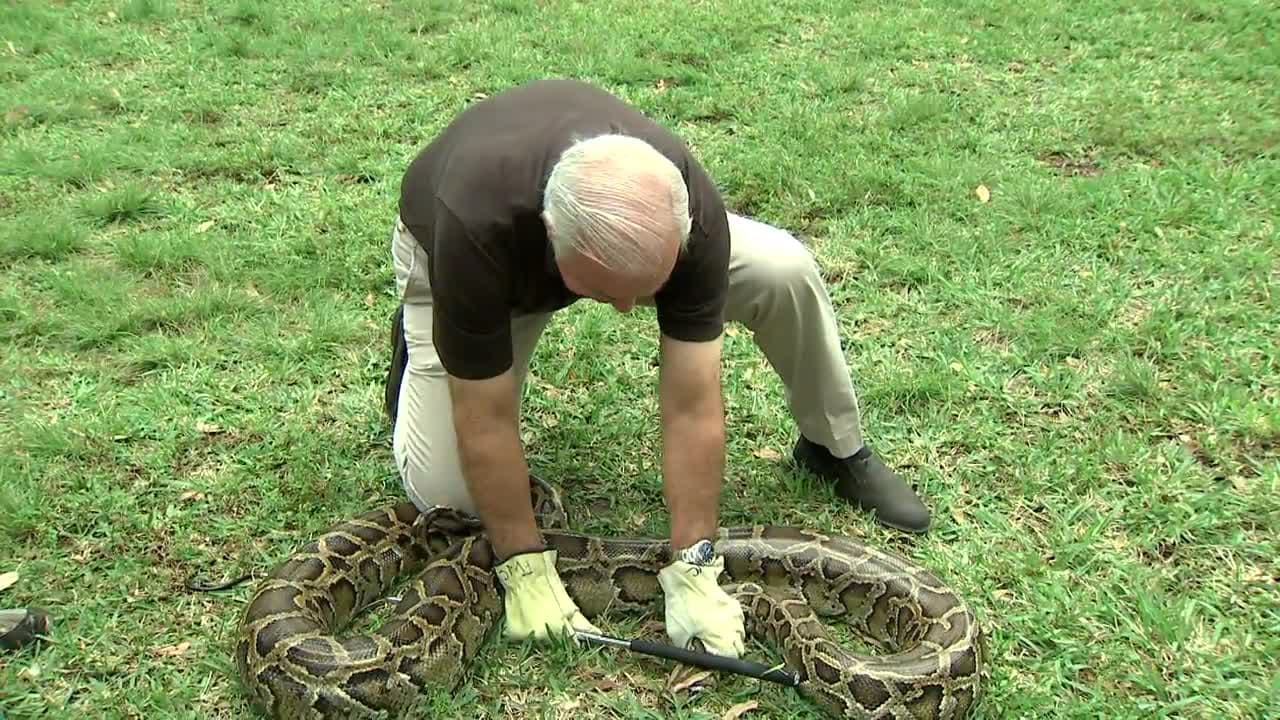 Comienza el reto ’Pitón Bowl' 2020 para capturar serpientes en los Everglades
