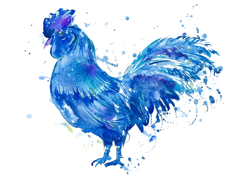 Jī, o “el Gallo” se considera el signo que rige desde las 5 pm hasta las 7 pm todos los días. Se trata de un signo muy optimista, pero también bastante escandaloso y con cierta falta de tacto social, cuando quiere algo lo dice y no piensa mucho antes de hablar lo cual en muchas ocasiones le causa problemas.