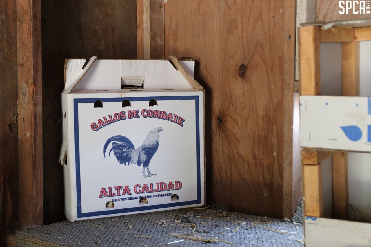 Las peleas de gallos son un delito en los 50 estados, incluido Texas, donde es un delito grave, punible con hasta dos años en una cárcel estatal y / o una multa de hasta $ 10,000, para hacer que las aves peleen entre sí y / o usen propiedad con el propósito de peleas de gallos.