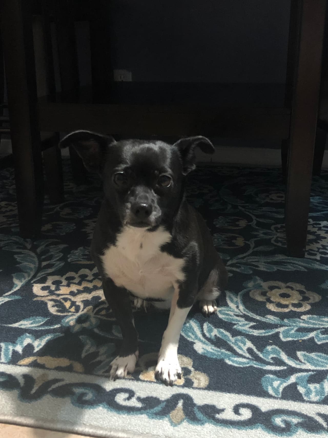 Bonilla dejó su automóvil prendido con “Socks” en el interior, mientras ella se bajó en una lavandería en Arlington. 
<br>