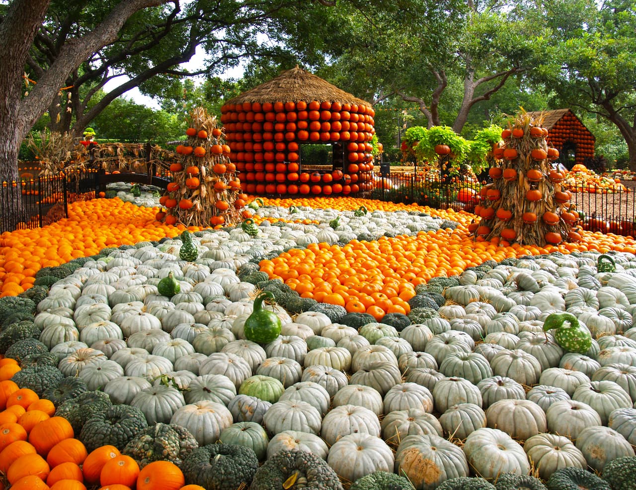 No todo son calabazas,
<b>también hay 150 mil flores de otoño como cempasúchil, crisantemos y pentas</b> que destacan de entre los jardines.
<br>