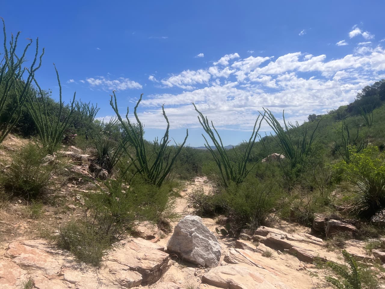 Este es el terreno por donde caminan los migrantes, arido. Desde el muro fronterizo deben caminar unos 45 minutos para llegar a la carretera más cercana.