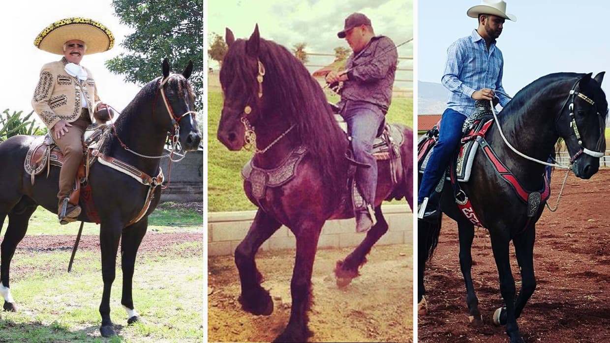 <b><a href="https://www.fortworth.com/event/a-celebration-of-the-culture-within-us/31277/" target="_blank">México en Nuestra Sangre:</a></b> Un festival de celebración a la cultura que llevamos dentro que incluye un desfile con caballos bailando desde las 11:30 am en Fort Worth Stockyards. Será un espectáculo ecuestre que incluye danza y música mexicana y se llevará a cabo de 2 pm a 4 pm en el Cowtown Coliseum. Habrá comida y música en vivo. El evento es este 18 de septiembre de 10 am a 8 pm en el centro histórico de Fort Worth, Stockyards. La dirección es: 131 E. Exchange Ave., Fort Worth, Texas. 
<br>
<br>