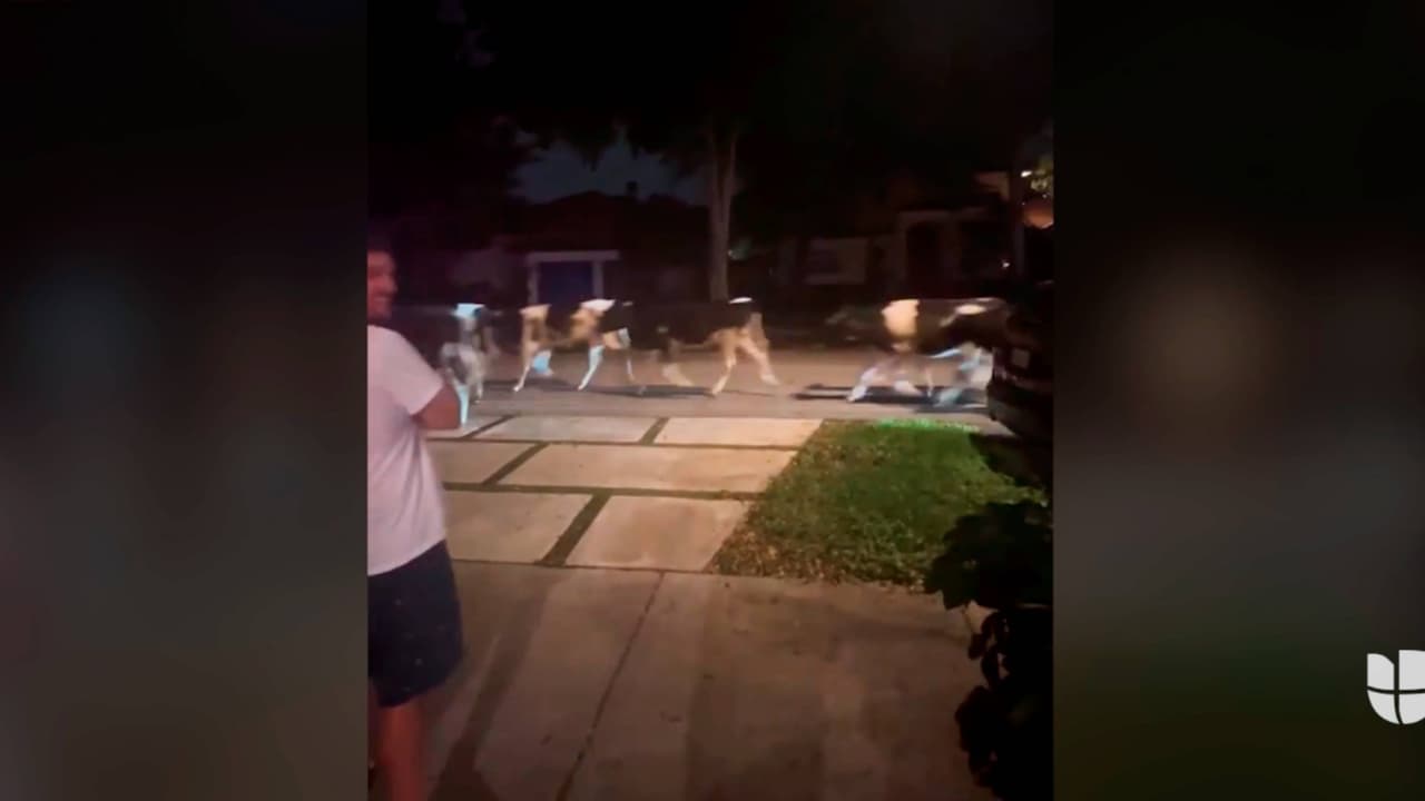 Rebaño de vacas perdidas corre por las calles de Miami Lakes