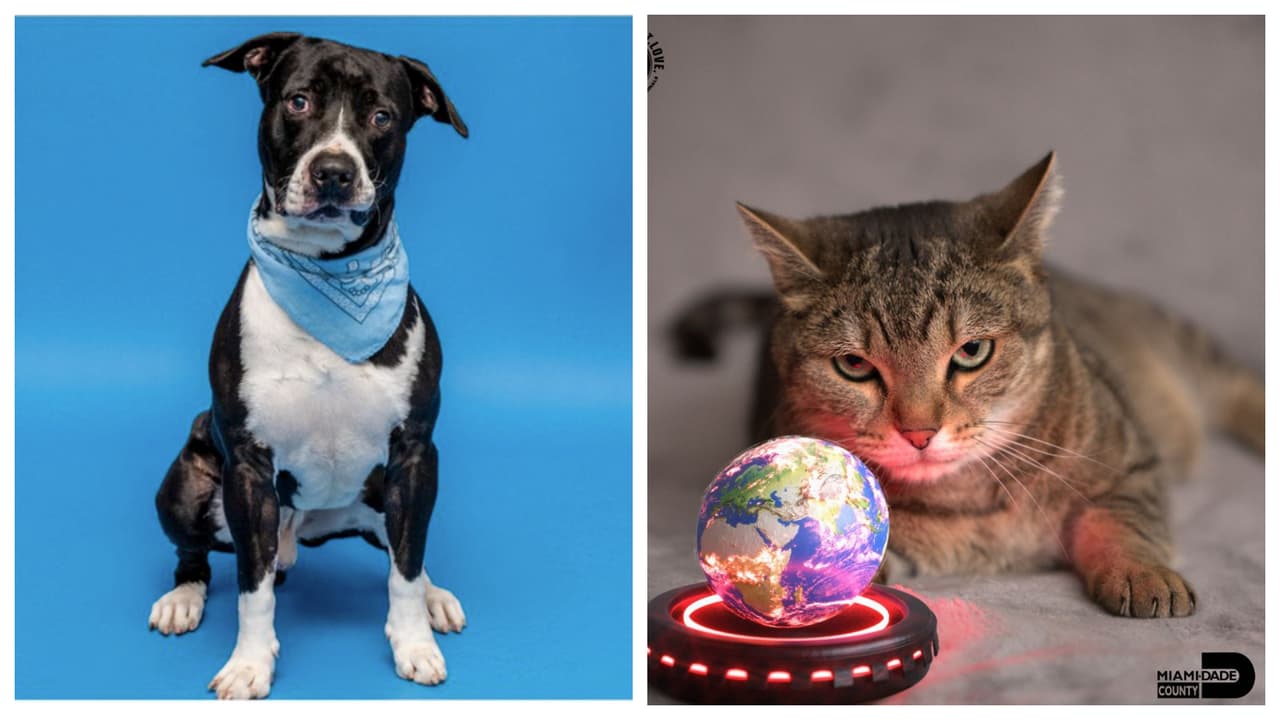 De acuerdo con un comunicado divulgado este viernes, el Servicio de Animales de Miami-Dade, que actualmente tiene los refugios a máxima capacidad, anunció que no cobrará algunas de sus tarifas de adopción, durante este fin de semana.