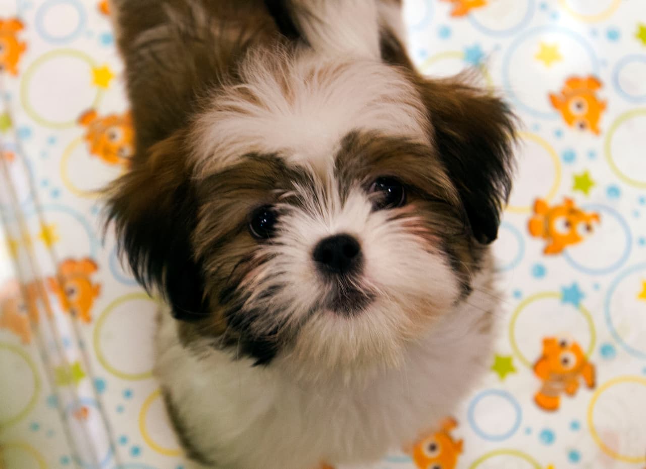 El perro puede llegar a perder la conciencia y sufrir daños mayores tales como hemorragias, insuficiencia renal o hepática, daño cerebral, e incluso fallo multiorgánico.
<br>