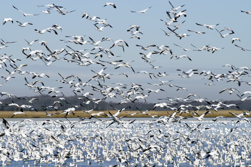 También son fanáticos del orden y de la limpieza, idealistas, entusiastas y muy tenaces. Son demasiado quisquillosos y perfeccionistas. Como están siempre muy ocupados en algo, les hace falta tiempo para la diversión y el amor. El cuarzo les recuerda no ser demasiado duros consigo mismos y la gente a su alrededor.