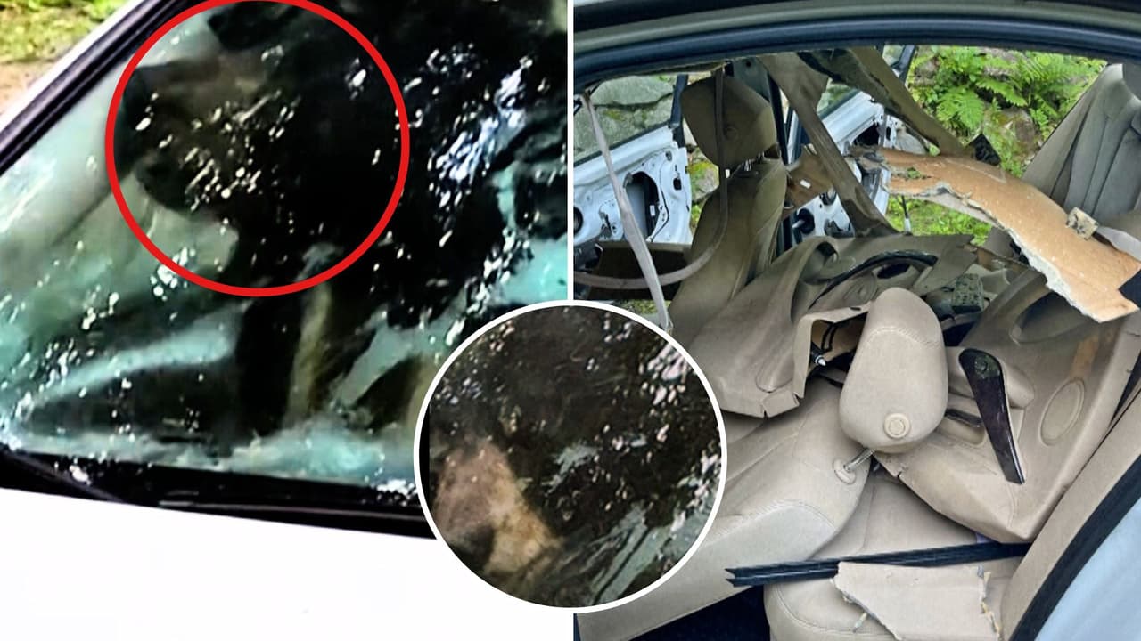 Osos quedan atrapados en interior de carro en Connecticut y destrozan el interior