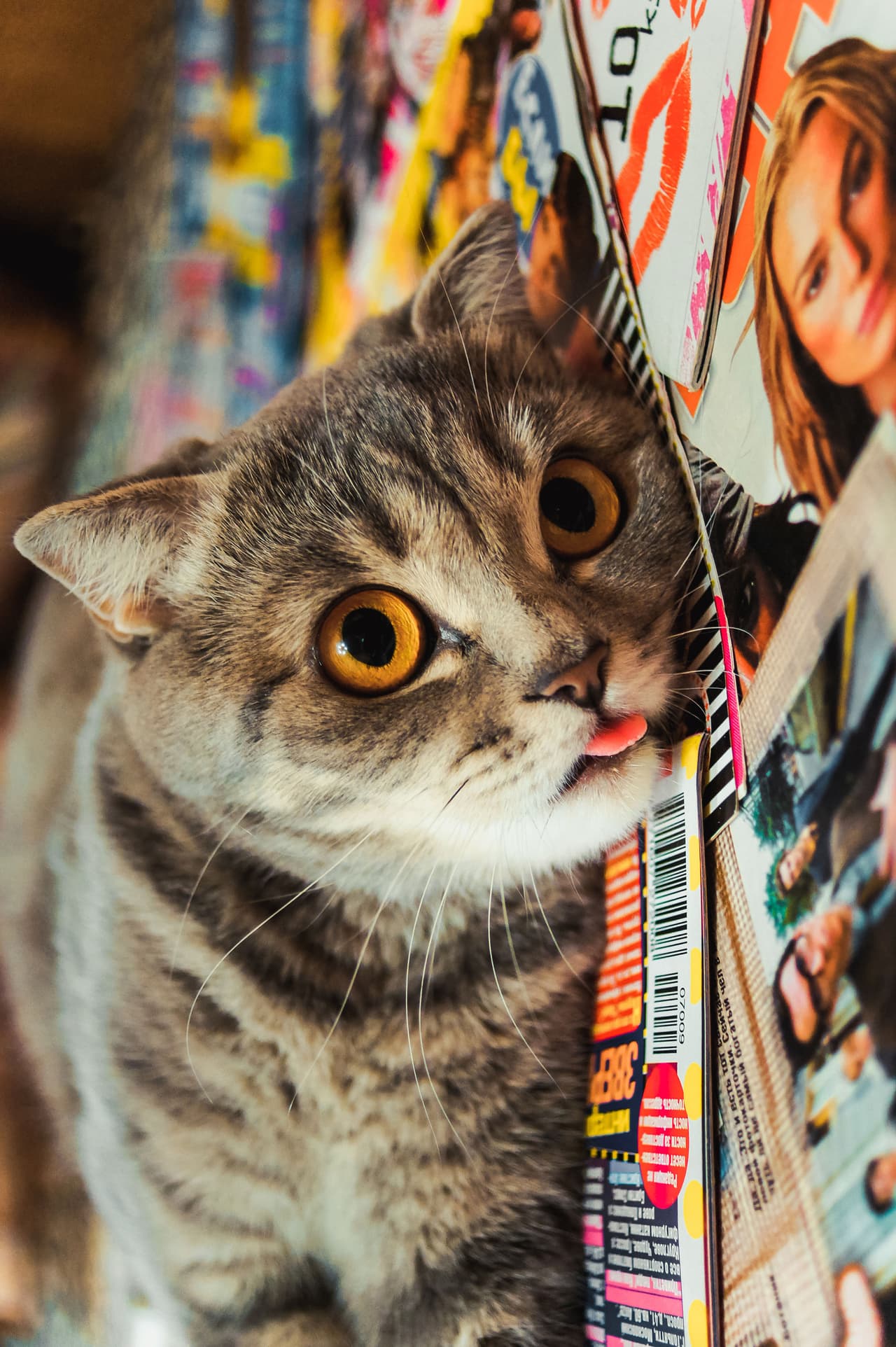 La gatita fashionista tiene todo para encantar a su público.