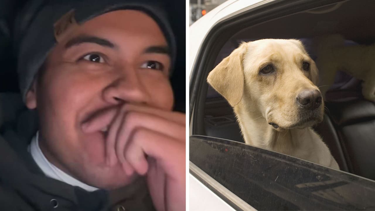 Perrito viaja solo en Uber como si fuera una persona: conductor grabó el extraño momento