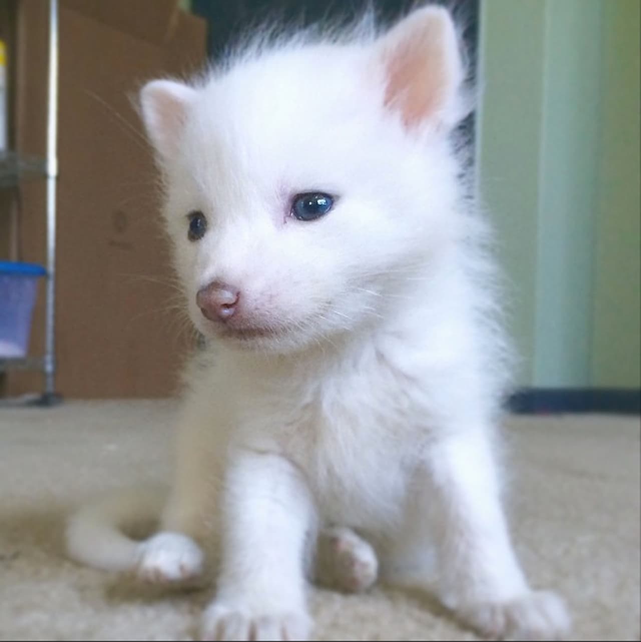 Ya sea acurrucado en el piso, en la alfombra o en la cama, ¡él luce fantástico!
