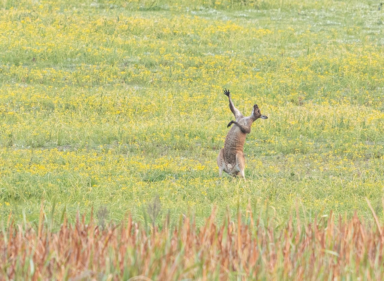 <b>‘Calentamiento para la ópera’</b>
<br>
<br>“El canguro parecía estar preparándose para un recital en el campo”, contó el fotógrafo. La imagen fue tomada en Perth, Australia.