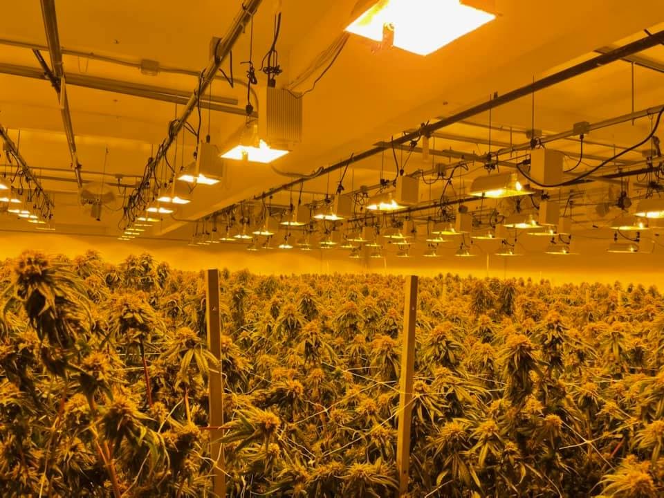 Detectives de la Oficina del Alguacil del condado de Alameda llevaron a cabo cateos en más de una decena de propiedaes en el este de la Bahía y desmantelaron lo que consideran "una de las operaciones de cultivo de marihuana ilegales más grandes en el estado".