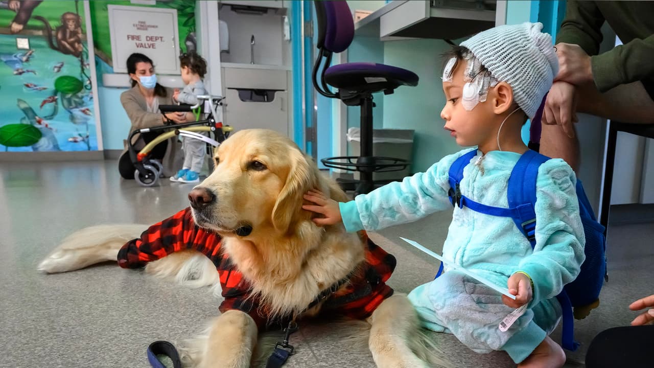 Los animales son parte del programa Pawsitive Play diseñado para mejorar el bienestar emocional de los 
<a href="https://www.univision.com/local/houston-kxln/paciente-hospital-memorial-hermann-houston">pacientes</a> y sus familias en el hospital.