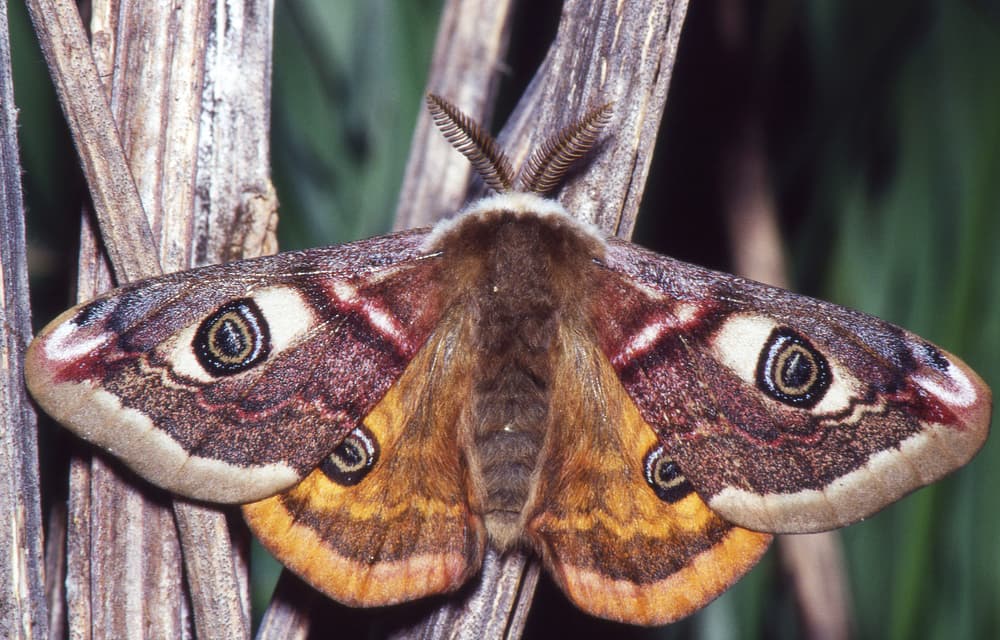 Curiosamente, no todas son creencias negativas. Está el otro lado de la balanza, pues hay otros países donde se dice que si ves una mariposa negra en la parte superior de tu puerta o ventana en tu casa, entonces está la probabilidad de que ahí alguien se gane un premio, inclusive la lotería.