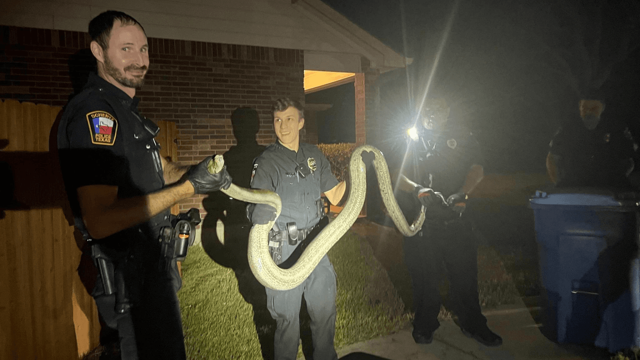 Policías encontraron una pitón de 12 pies. Así puedes reportar animales salvajes