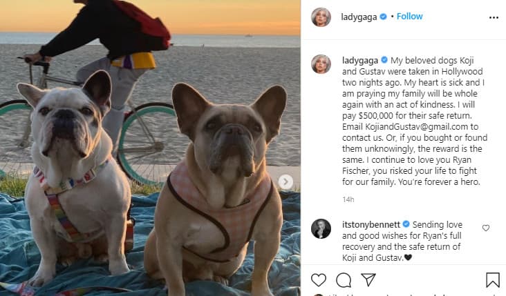 La cantante Lady Gaga recupera a sus dos perros "sanos y salvos"