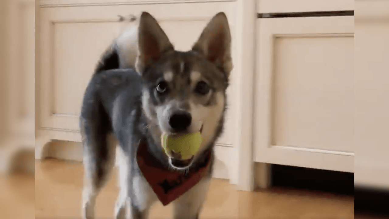 Por naturaleza, su mascota suele ser muy juguetona y Belichick no desperdicia la oportunidad de pasar sus ratos libres diviertiéndose con ella.