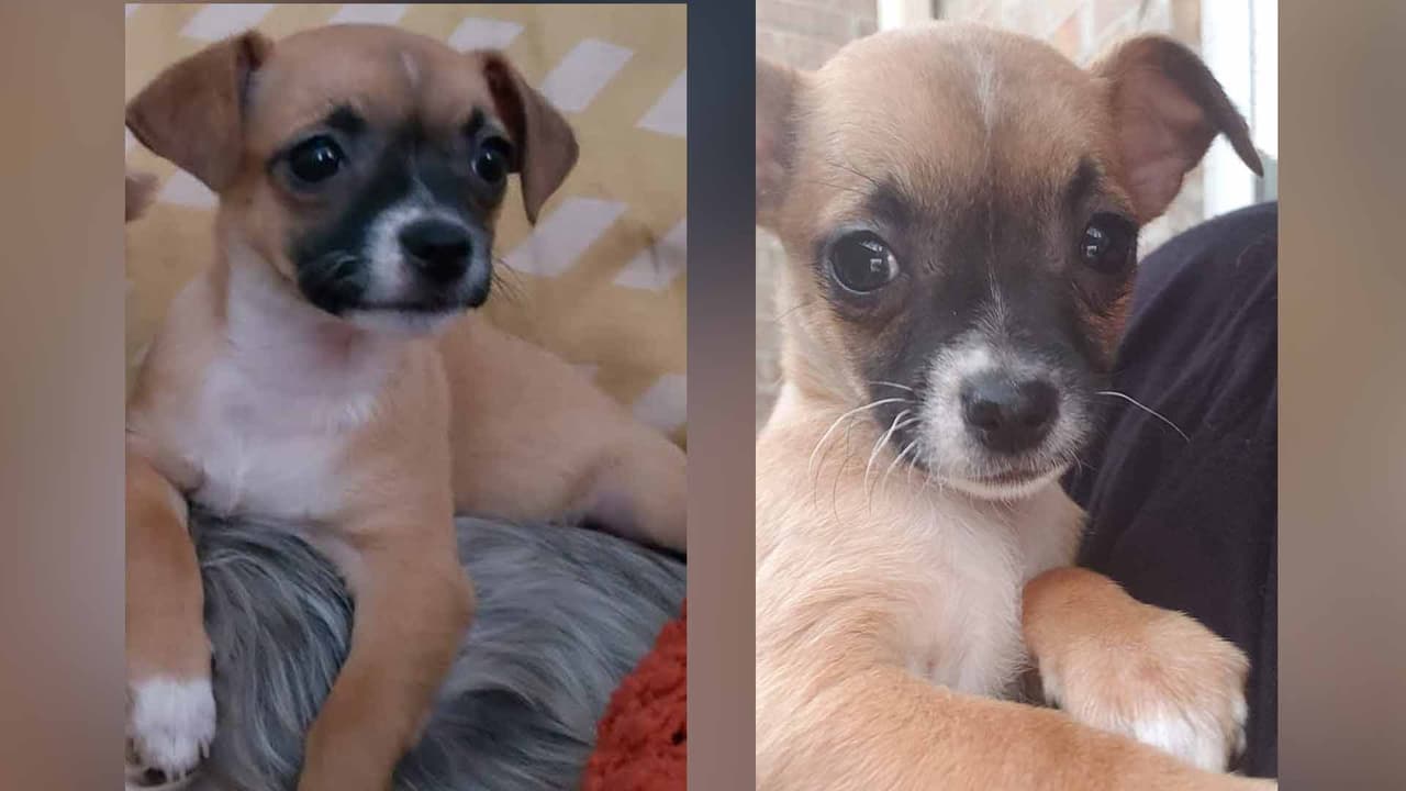 Artista Elisabet adoptó a su perrita Luna ❤