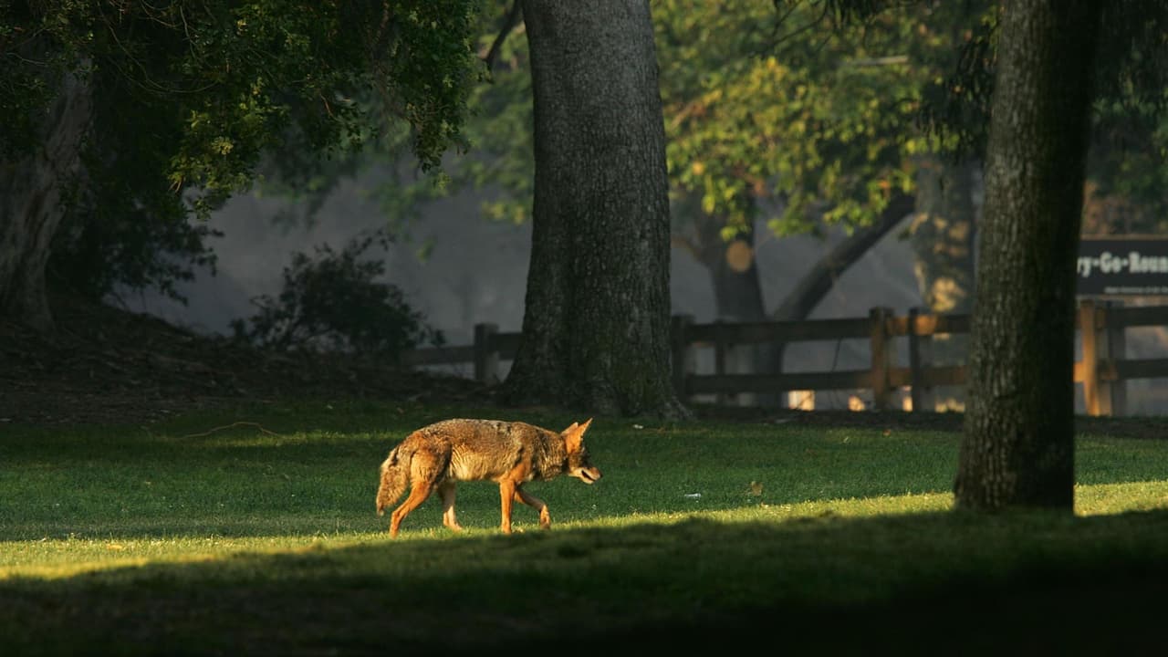 “Les hemos quitado su hábitat”: indignación en Dallas tras el sacrificio de 3 coyotes