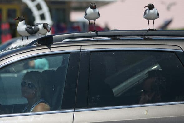 Y tratan de alejarse de la costa.