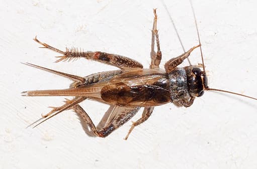 En un recorrido de Univision Noticias por diversas zonas de la ciudad, constató que la temporada de grillos tanto en San Antonio como en Austin y San Marcos llegó, lo que ocasionó el asombro de miles de residentes que se toparon con paredes, edificios y pisos llenos de estos insectos.