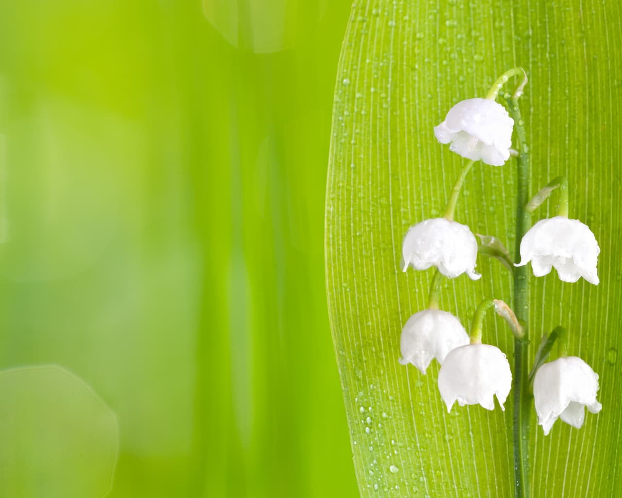 El lirio del valle es otra flor geminiana que indica la naturaleza fluida de ese signo con su capacidad de florecer aún en medio de las condiciones más adversas. Sus grandes propiedades sanadoras ayudaron a salvar muchas vidas durante la Primera Guerra Mundial, en Europa ya que actúa sobre el corazón y contribuye a neutralizar los efectos nocivos del gas mostaza. Regalar lirios indica un sentimiento profundo de amistad y fraternidad, lealtad y amor. Las madreselvas también se asocian con el signo Géminis.