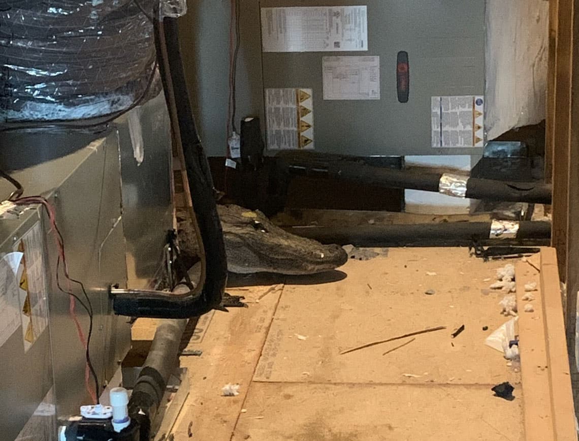 Sorprende caimán de 8 pies a inspector de vivienda en un ático en el condado New Hanover