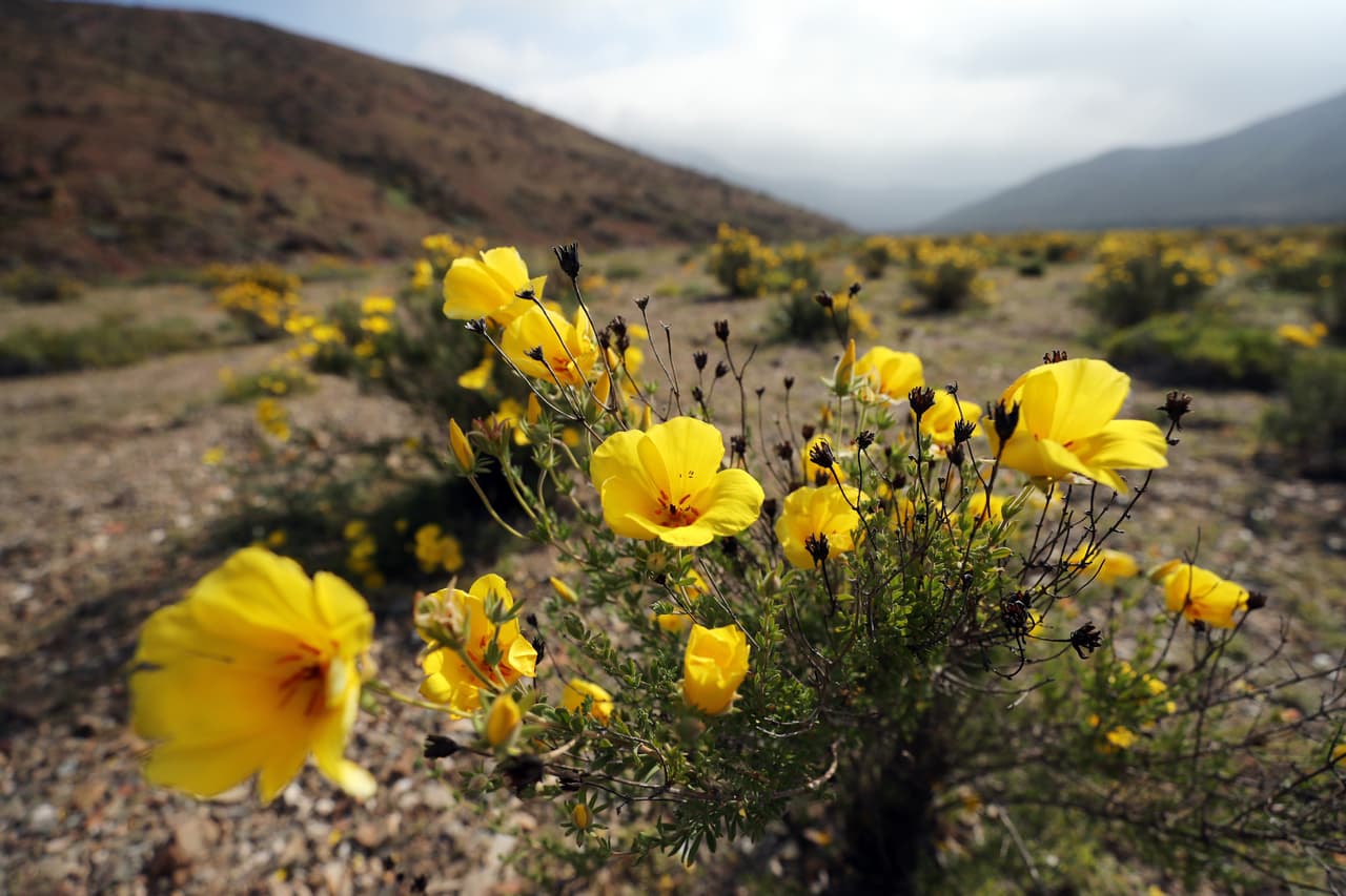 Funcionarios de turismo del gobierno chileno aseguran que más flores aparecerán sobre el desierto en las próximas semanas, ya que diferentes especies germinan en diferentes momentos.