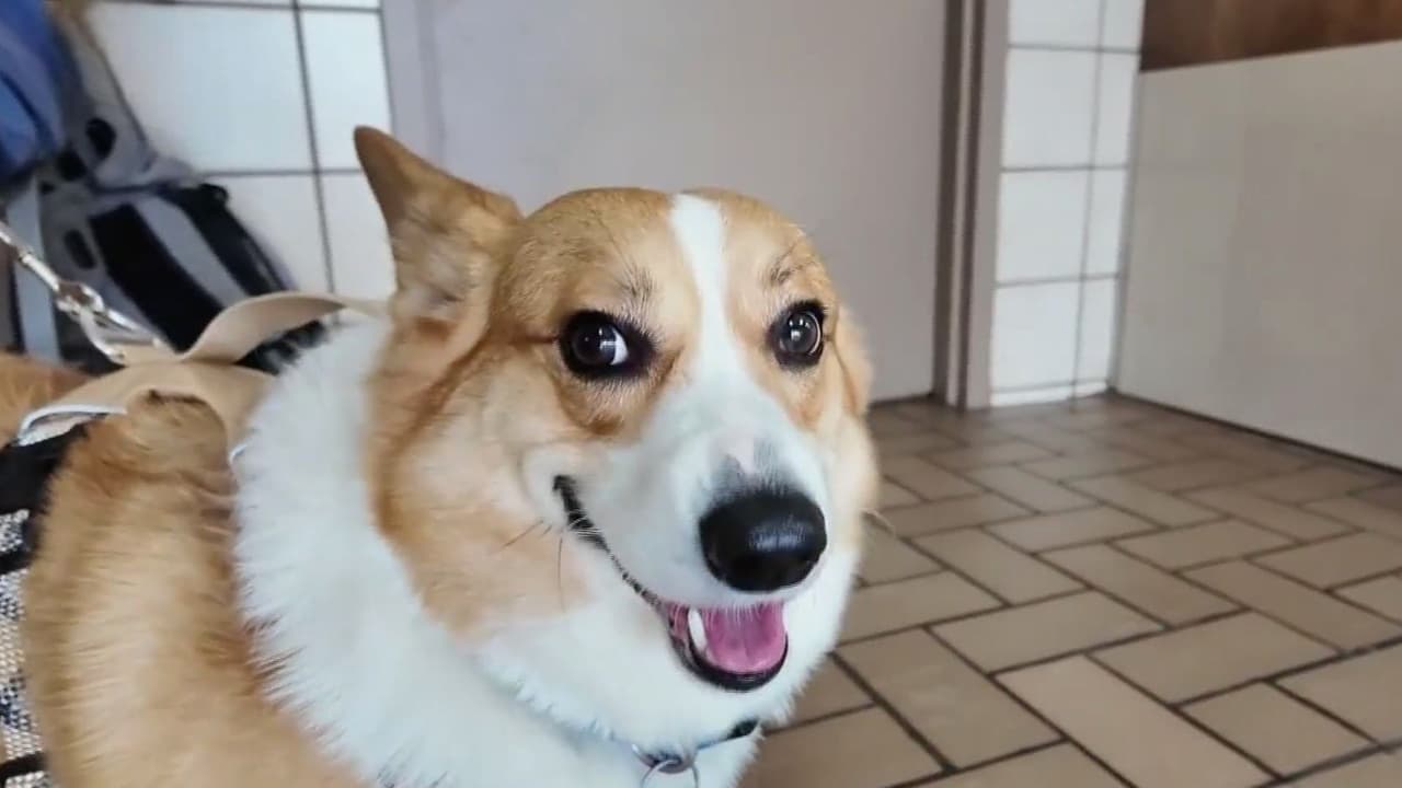 Peligro para mascotas por calor: Expertos dan recomendaciones para cuidar a perros y gatos en casa y en la vía pública