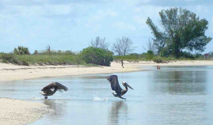 Cada una de estas especies juega un papel vital en la preservación y protección del medio ambiente natural.