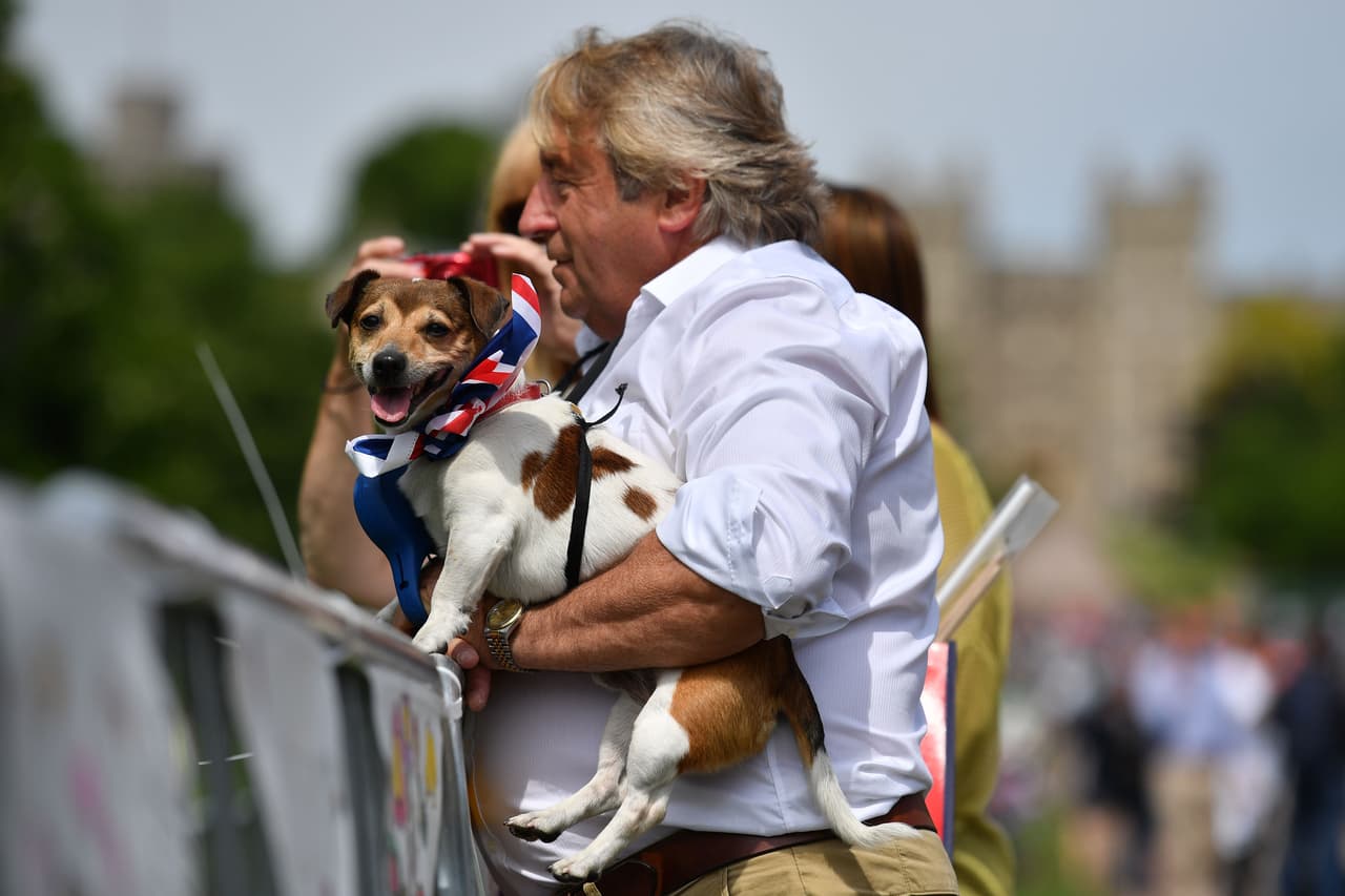 También las mascotas visten los colores de la bandera a un día de que el
<b><a href="https://www.univision.com/estilo-de-vida/bodas/meghan-markle-le-pidio-al-principe-carlos-que-la-lleve-al-altar">príncipe Carlos</a></b> camine al junto a su nuera al altar.