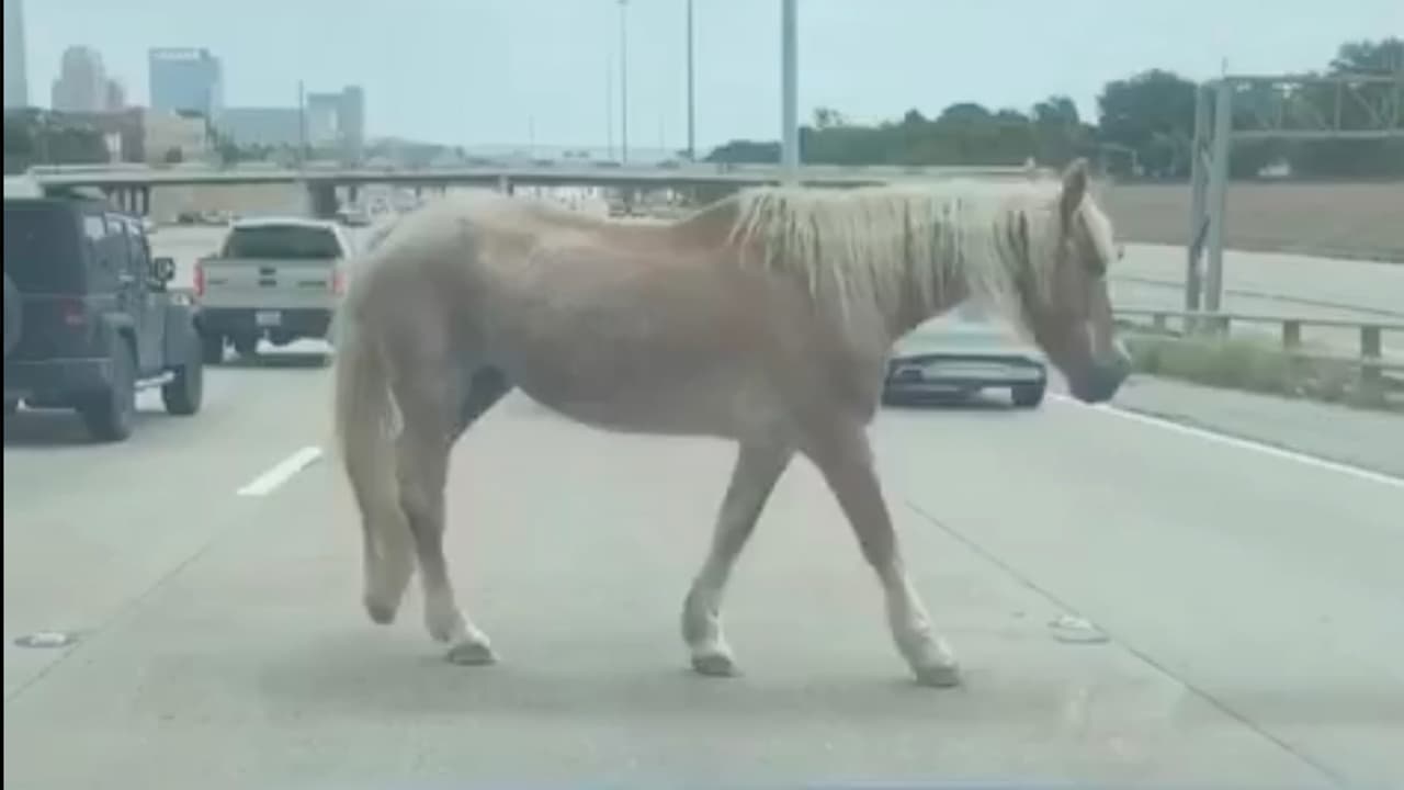  Captan en video a un caballo suelto en medio de una autopista en Houston