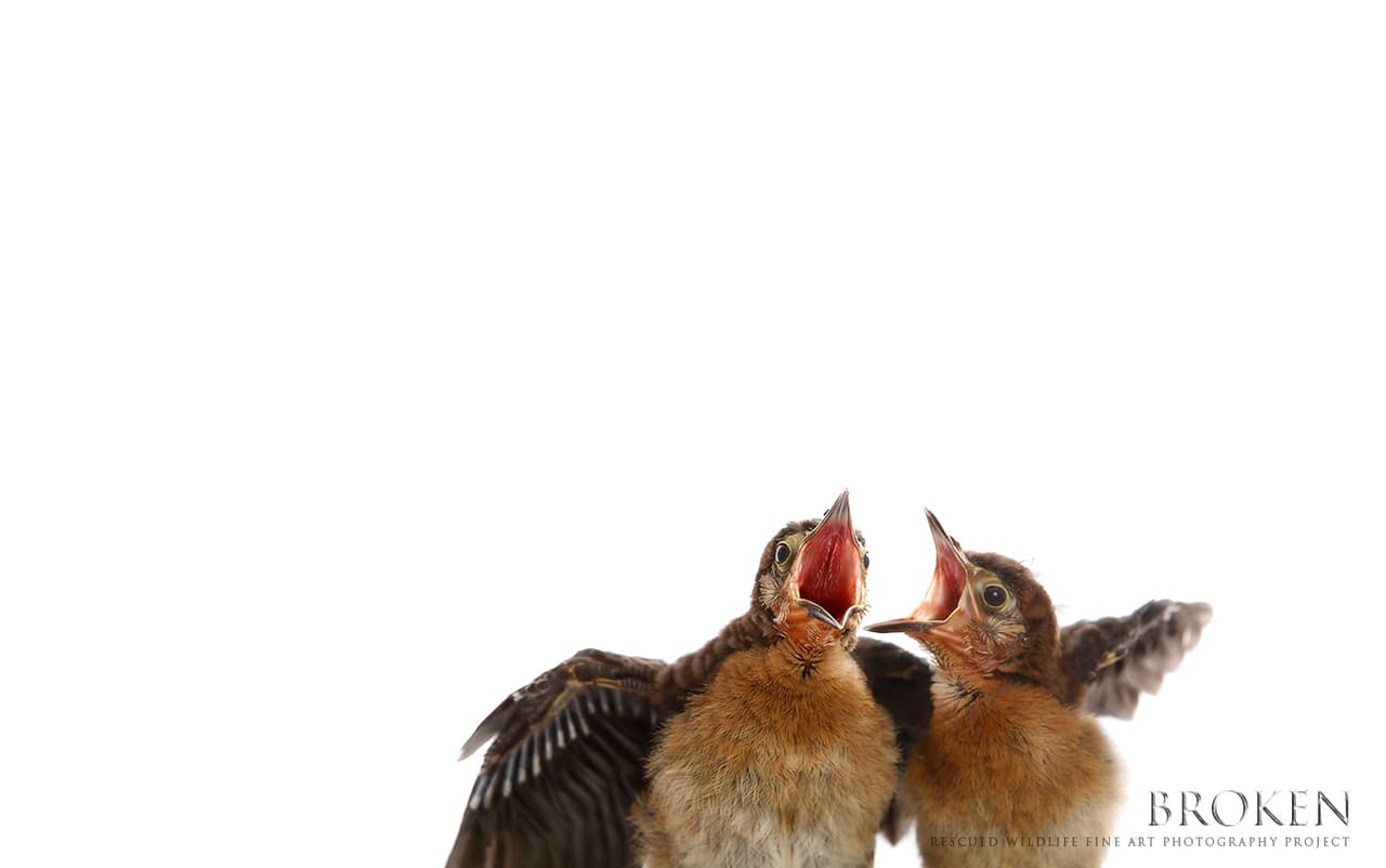 Dos zanates hermanos entregados en el centro de rescate Pelican Harbor Seabird Station porque un jardinero, por no prestar atención, podó el arbol con su nido.