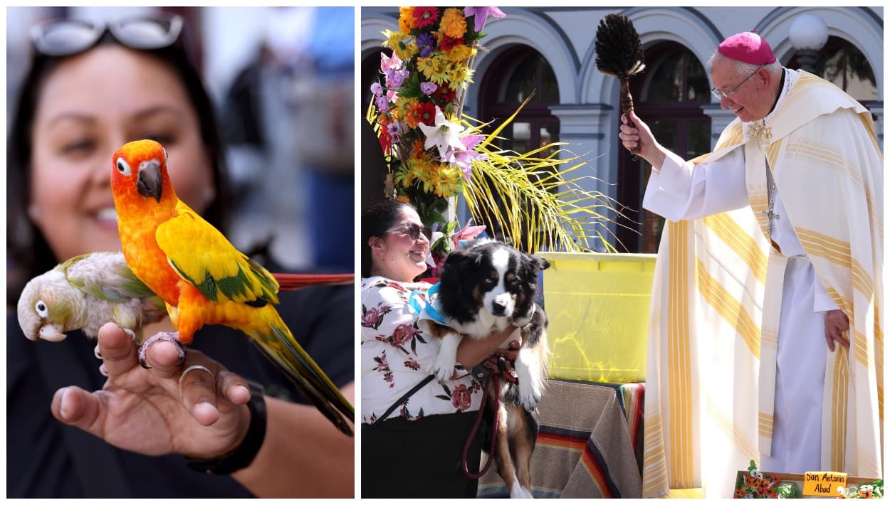 Bendición a los animales: Arzobispo Gómez pide que "gocen de salud y seguridad"