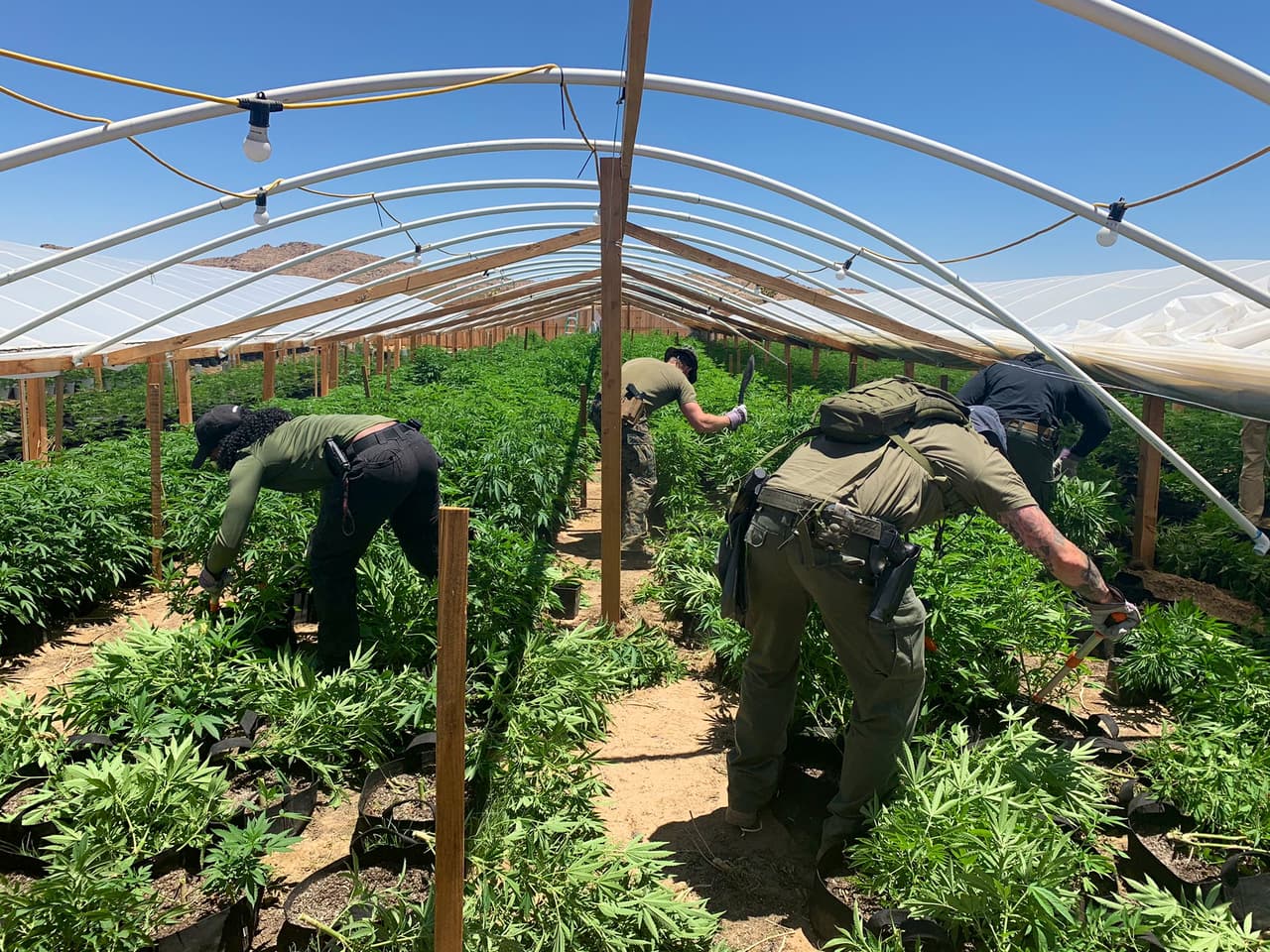 “Estamos muy cerca de ver cuerpos colgados”: la violencia de los carteles por el control de la marihuana cruza la frontera 