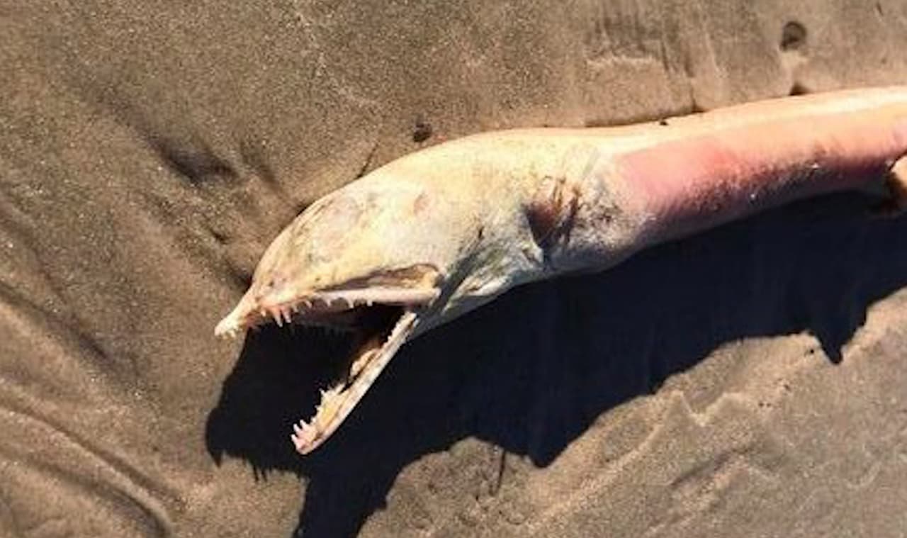 Se trataría de una anguila y es común verlas en las aguas de la costa de Galveston, de acuerdo al Departamento de Parques y Vida Silvestre de Texas.