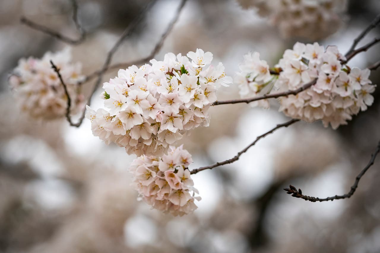 Los cerezos tienen seis etapas de florecimiento. En la cuarta, en la que ahora se encuentran, 
<b>se aprecian los llamados floretes</b>. Una de las zonas más populares de la ciudad para observar este espectáculo anual es el 
<i>Basin Tidal</i>, donde está el Monumento de Jefferson e un costado del 
<i>National Mall</i>.