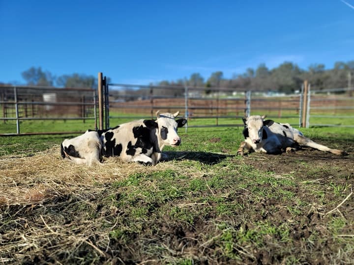 El Alguacil acepta donaciones de alimentos para animales, incluidos alimentos para perros, cerdos, aves, conejos y caballos para ayudar a alimentar a los animales.