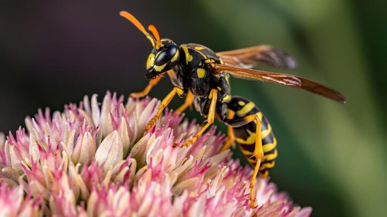 Advierten sobre aumento de avispas amarillas durante el verano en Sacramento