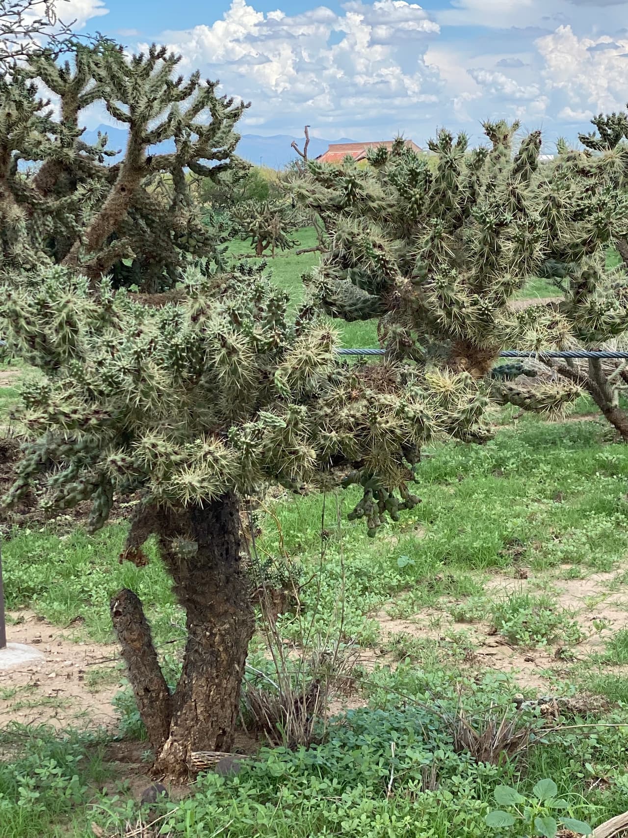 A pesar de toda la lluvia que ha caído y de lo verde de la vegetación todavía Tucson no sale de la sequía. El jueves, Tucson pasó de una “sequía extrema” a una “sequía severa”, según el Servicio Meteorológico.