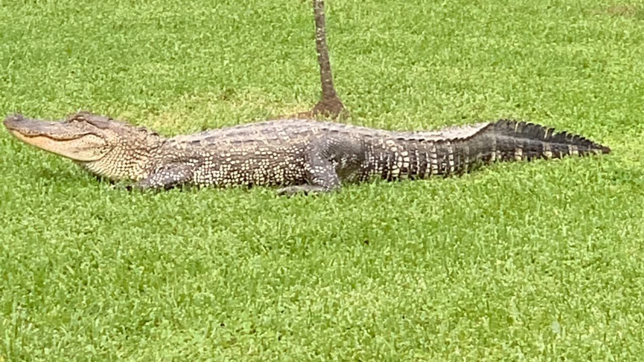 “Mantuve el distanciamiento social y todo”, concluyó Gardner.