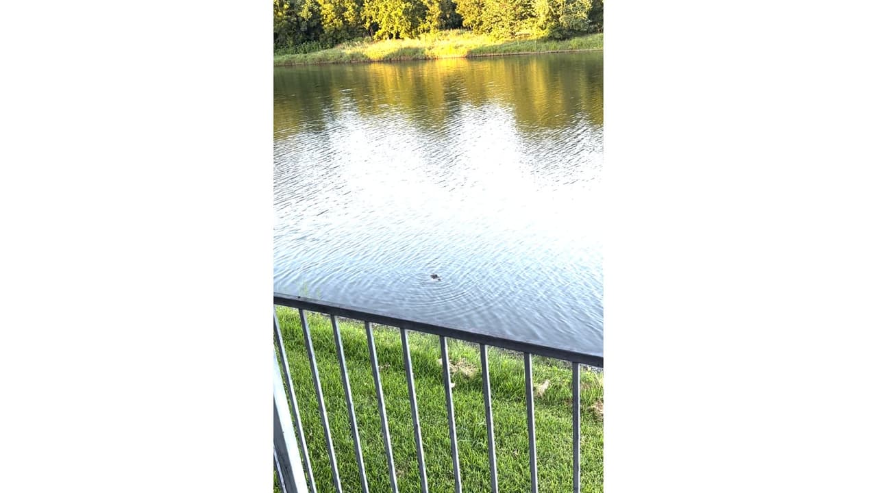 ¿Lo ves?
<b>A simple vista el caimán se pierde en las aguas del Denton Creek </b>a unas 60 millas de Dallas.