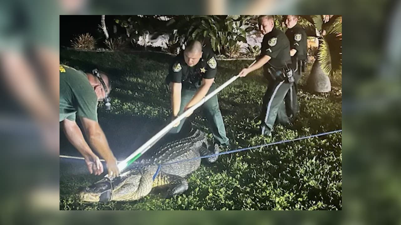 Así "rugió" un caimán de 11 pies de largo mientras lo atrapaban en Florida