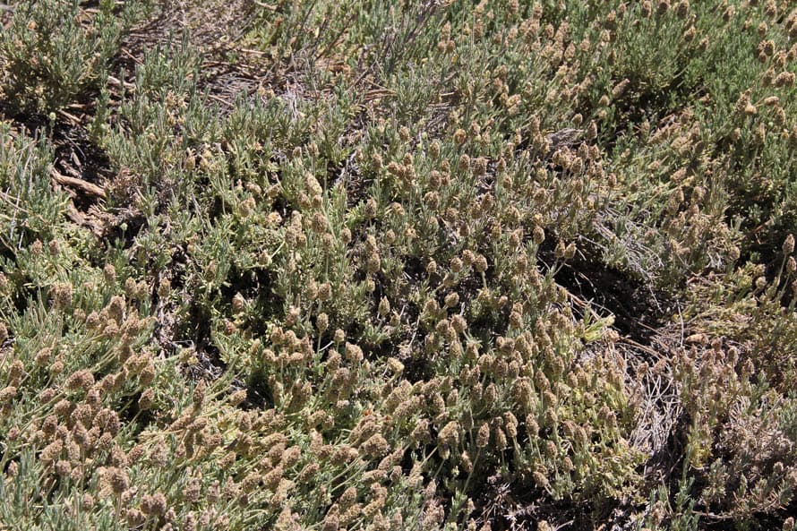 Sí, es un arbusto de lavanda española y está florido. Esta especie de lavanda tiene un follaje muy frondoso que puede llegar a medir 1 metros de alto, su tallo puede ser rojo o verde y a su vez con tonalidades blancas por la cantidad de pelitos que tiene, sus hojas son grises y son de un largo considerable y angosto.